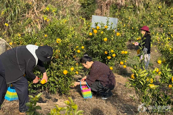 �����򣺻ƽ���Ʈ��ӭ���� ���۲�ҵ�����������