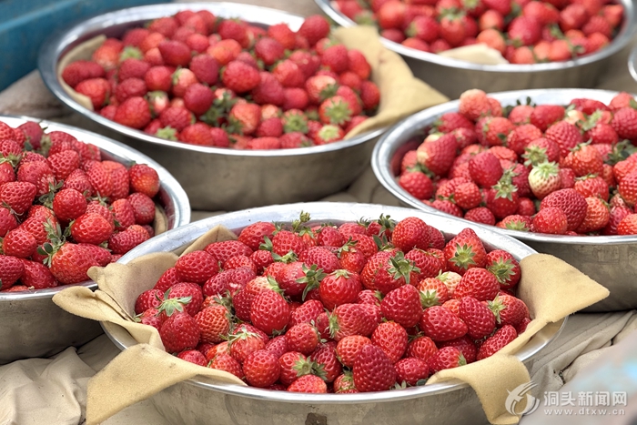 ��ժ����ʱ���ڶ�ͷ�������˶��ա�ݮ����